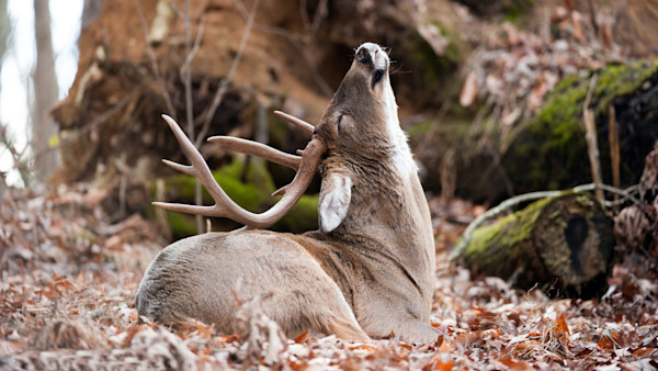 How to Read a Whitetail Buck Bed