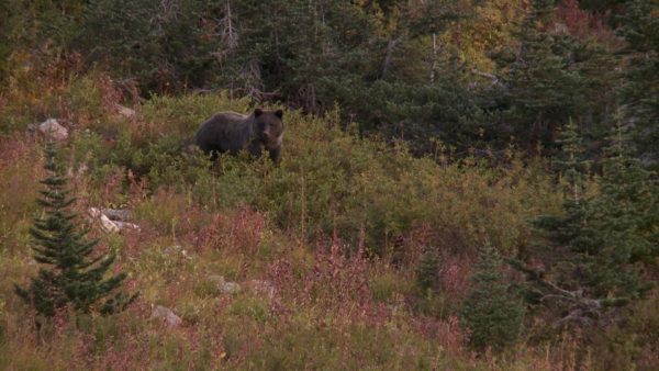 hunting backpack trip