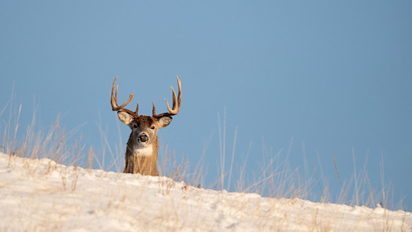 Can Whitetails Stake a Claim in Alaska?