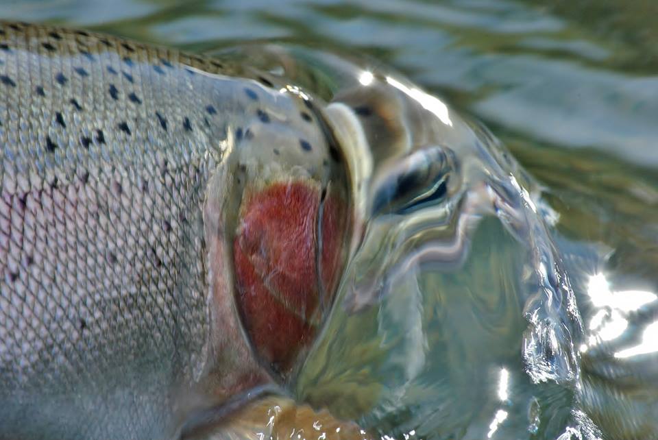 Spey Casting for Steelhead: What's In A Cast?