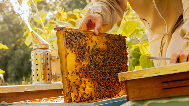 Beekeeping 101 | Wild + Whole