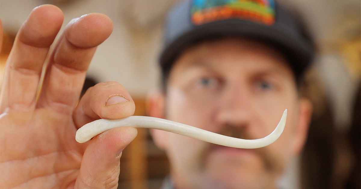 Raccoon 2025 baculum jewelry