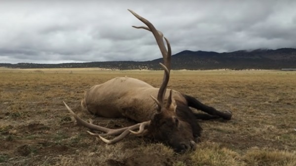 Video: Big Bull Elk Trips Over Fence and Dies