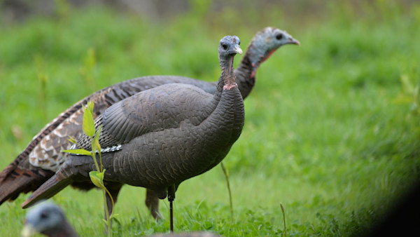 How to Keep Hens in the Decoys While You’re Waiting on a Tom
