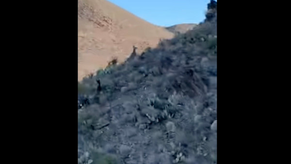 Video: Texas Biologists Spot “One-In-a-Million” Deer