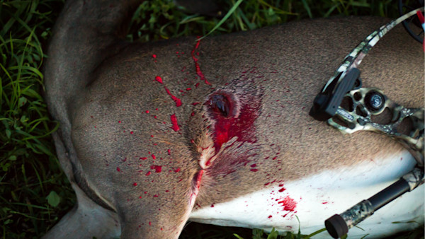 Ask MeatEater: What’s the Best Broadhead for Deer?
