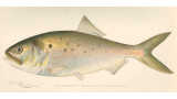 State of the Bait: Atlantic Menhaden, Lifeblood of the Sea