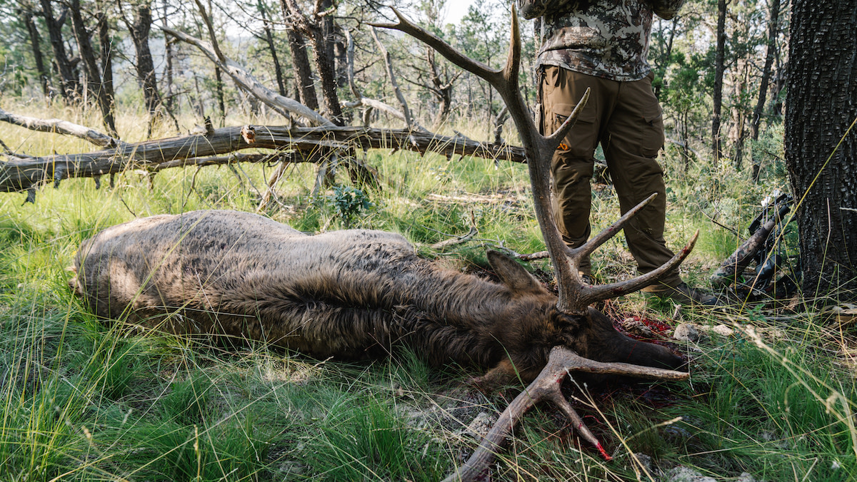 Has New Mexico 'Privatized' Its Elk Herd? | MeatEater Conservation