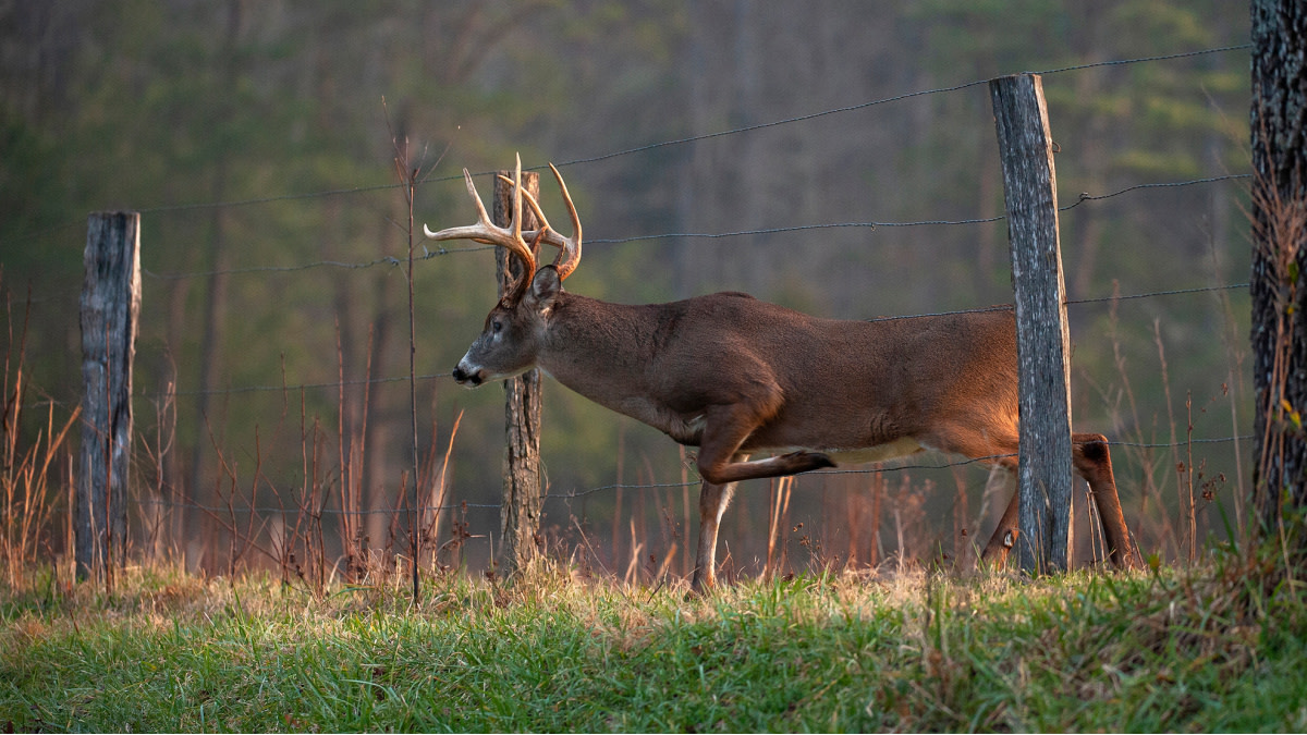 How The Hunting Public Finds Quality Public Land Deer Hunting