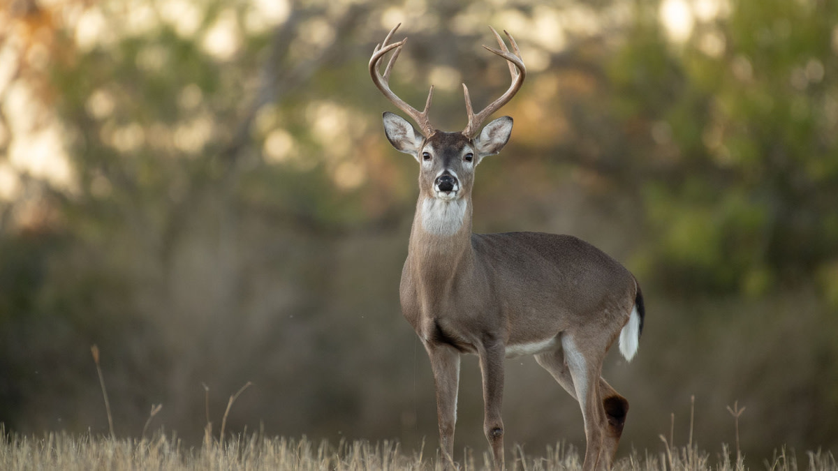 How to Hunt Big Bucks in the Rain