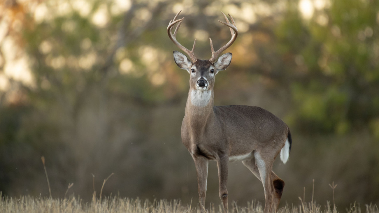 What You Need to Know About Minerals for Deer