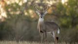 The Choice Whitetail Food Plot