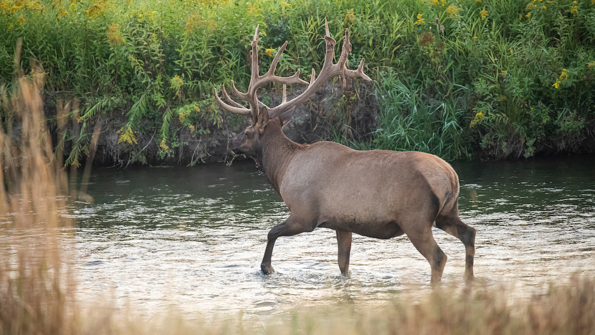 Nebraska Introduces Controversial July Elk Season | MeatEater Conservation