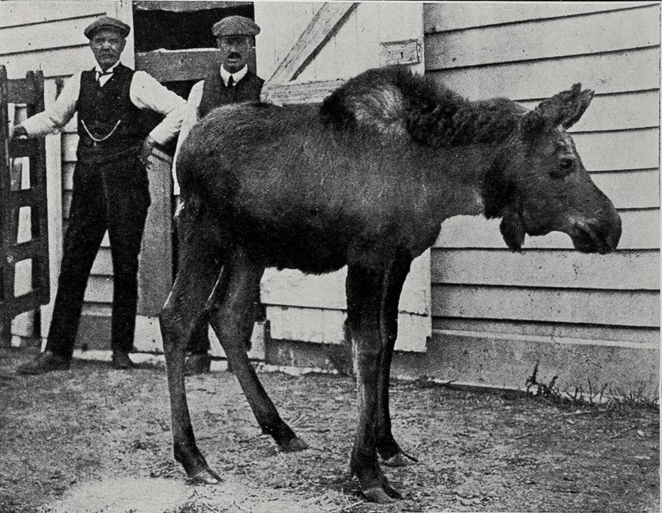 moose calf