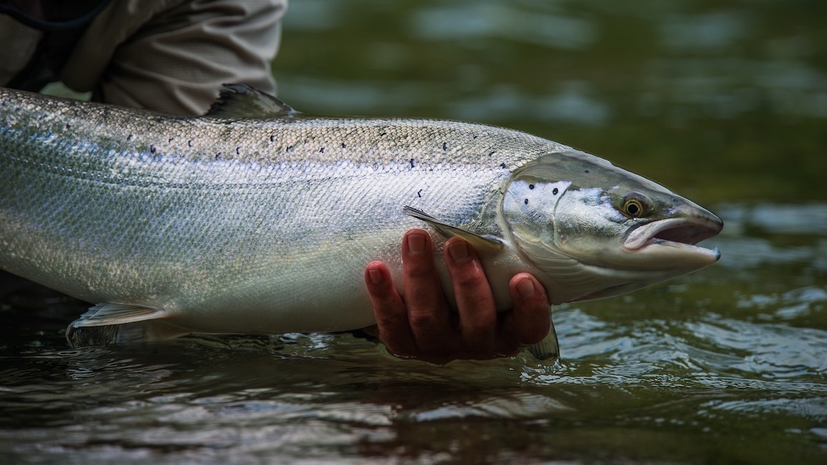 How To Catch Landlocked Salmon | MeatEater Fishing