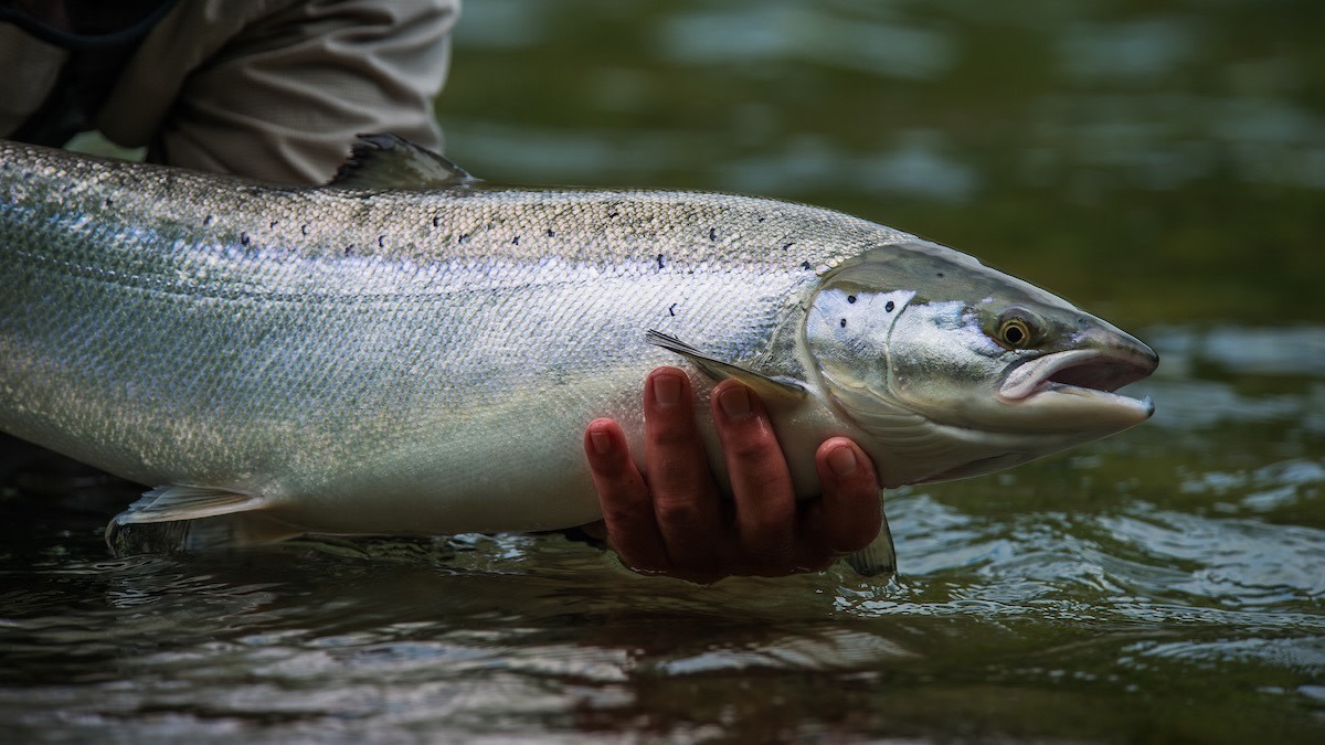 Fishing Method: Trolling (Hook and Line) — Shoreline Wild Salmon