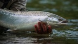 How To Catch Landlocked Salmon