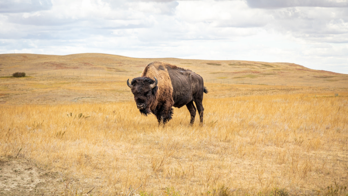 American Prairie purchases land next to tribe, waterfowl preserve