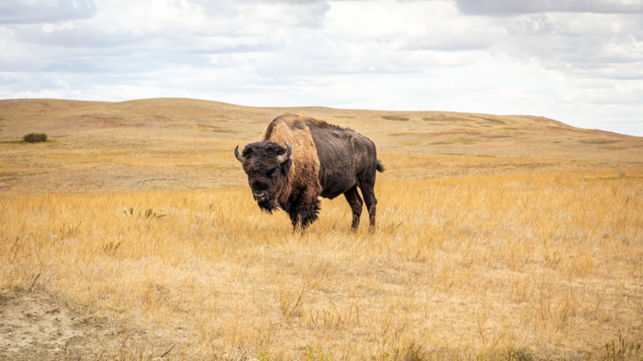 Are Bison Wildlife? Colorado Conservation Group Asks State Game Agency