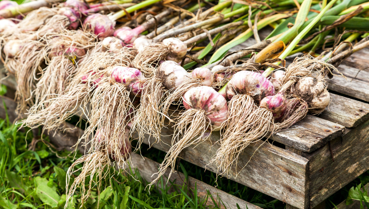Spring Care for Big Bulbs of Garlic