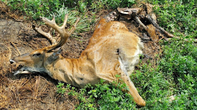 New Details and Images Emerge in Wisconsin Deer Poaching, Torture Case