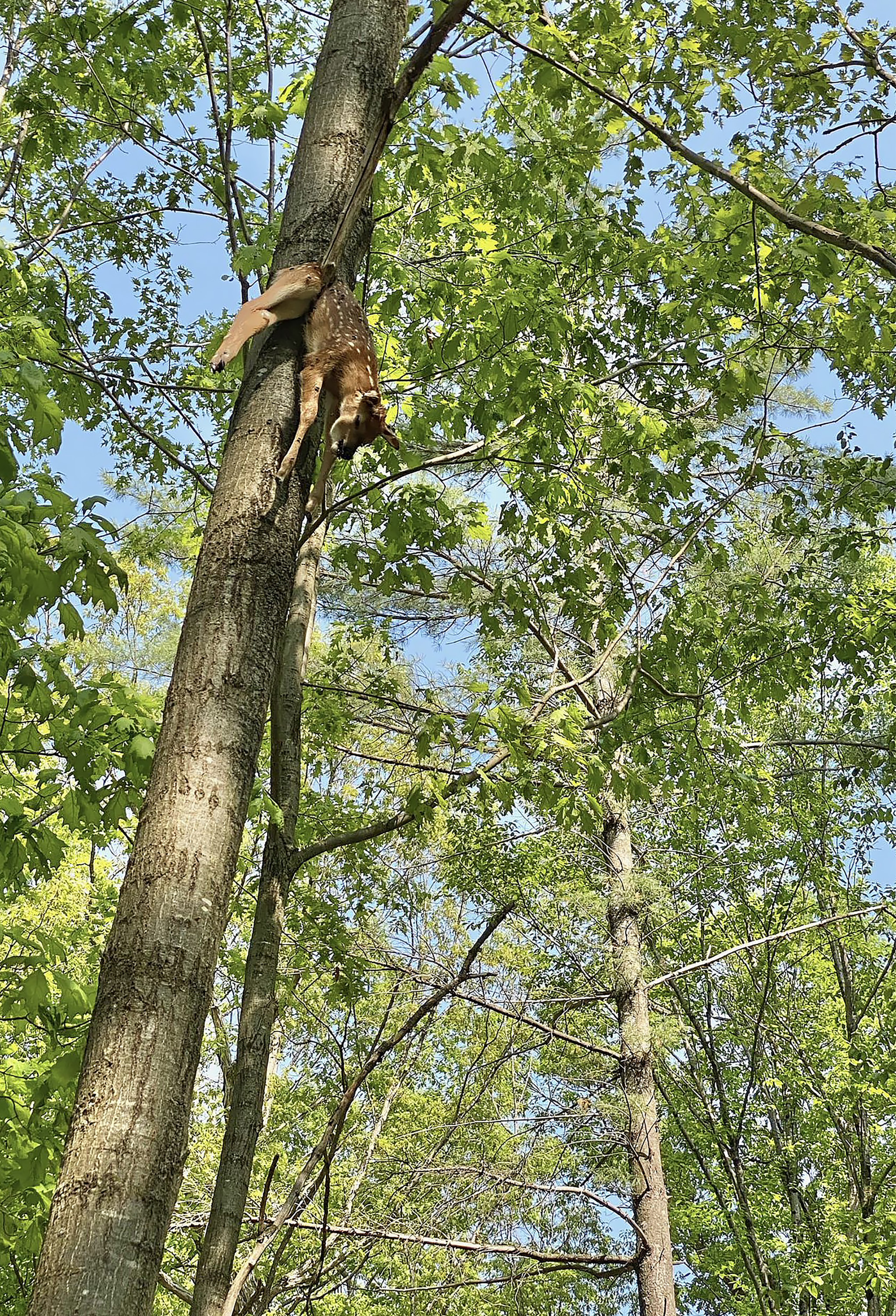 fawn in tree