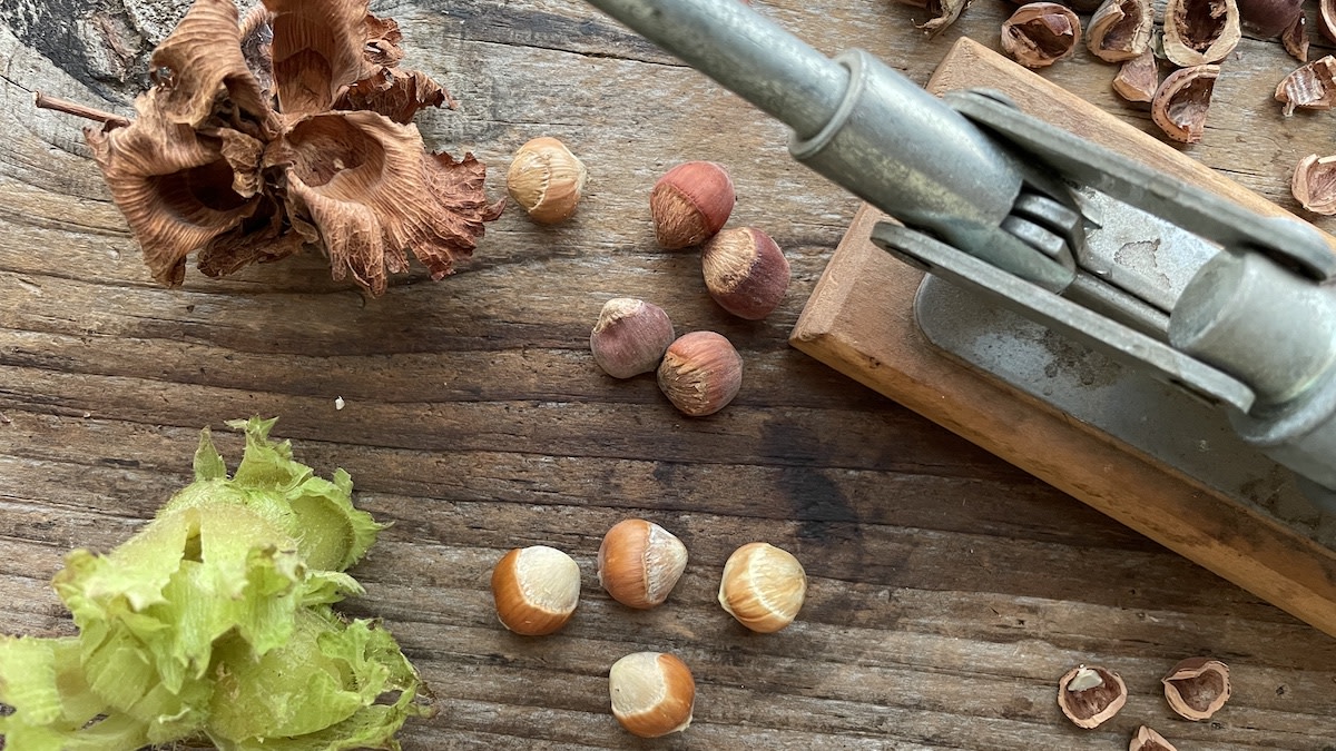 How to Forage Hazelnuts