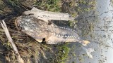 San Francisco Bay Experiences First Ever Massive Fish Kill from Red Tide