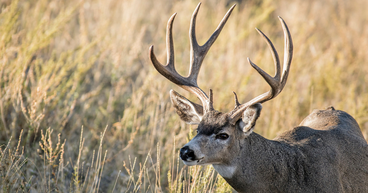 Deer And Deer Hunting Rut Calendar 2025 Pdf California