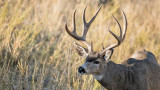 5 Best States for Mule Deer Hunting