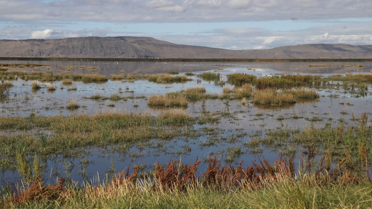 Botulism, Bird Flu Kills Thousands of Birds in Klamath Basin Waterfowl Refuges