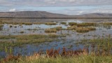 Botulism, Bird Flu Kills Thousands of Birds in Klamath Basin Waterfowl Refuges