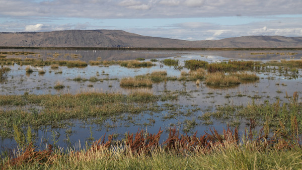 Botulism, Bird Flu Kills Thousands of Birds in Klamath Basin Waterfowl Refuges