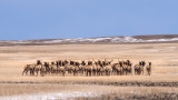 Family of Poachers Busted for Mowing Down Elk from a Truck