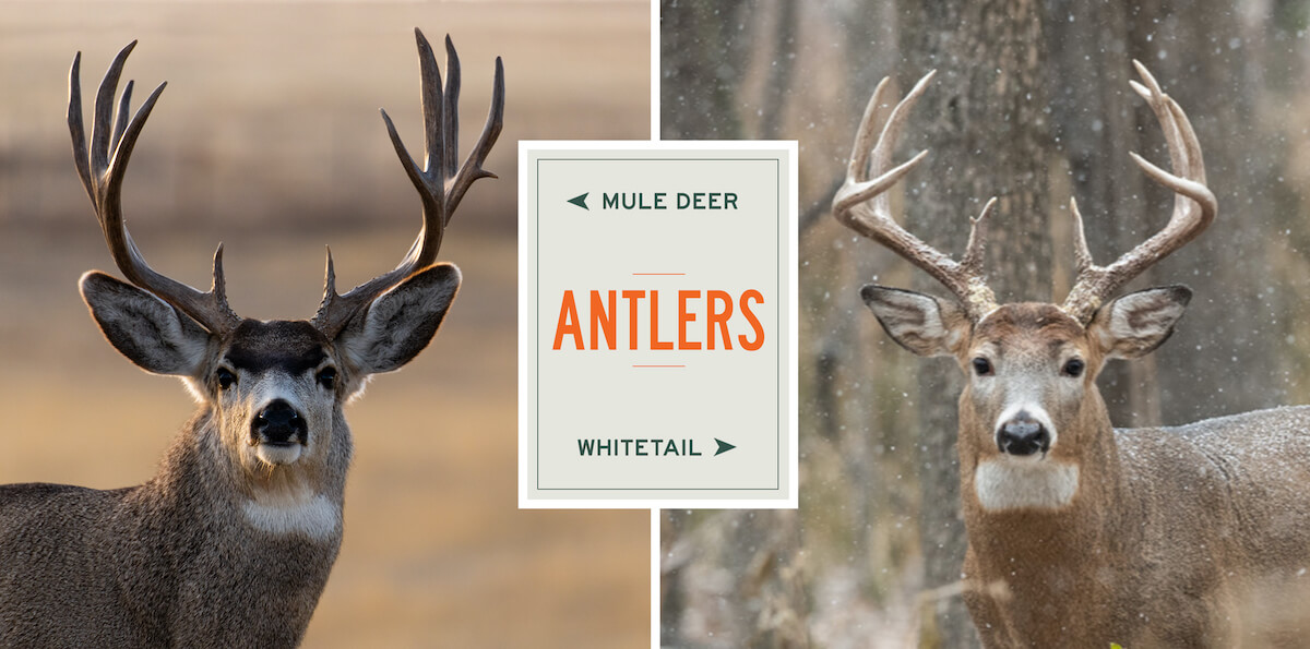 mule-deer-vs-whitetails-antler-comparison