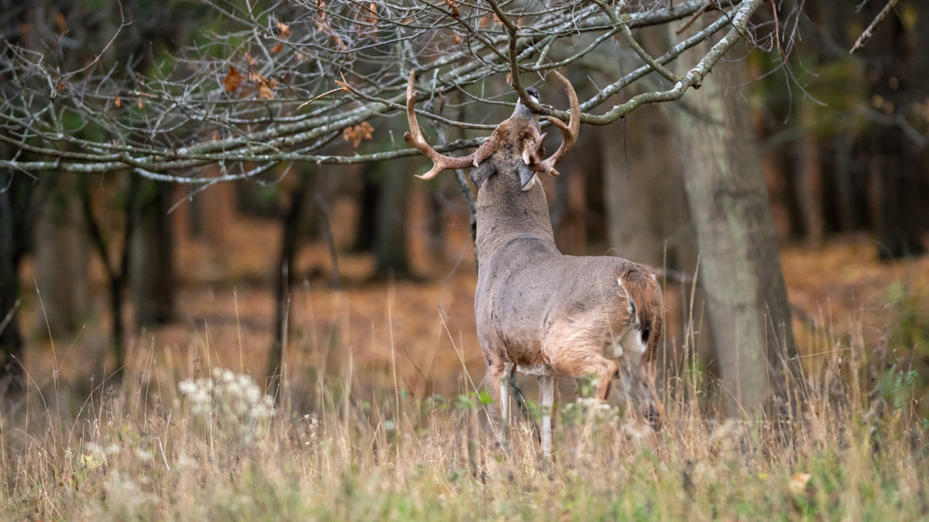 3 Best Locations for Trail Cams During the Rut
