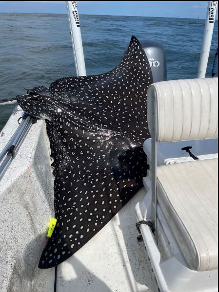 spotted eagle ray (1)