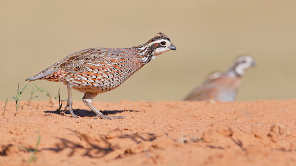 Time is Running Out for Congress to Protect our Nation’s Wildlife