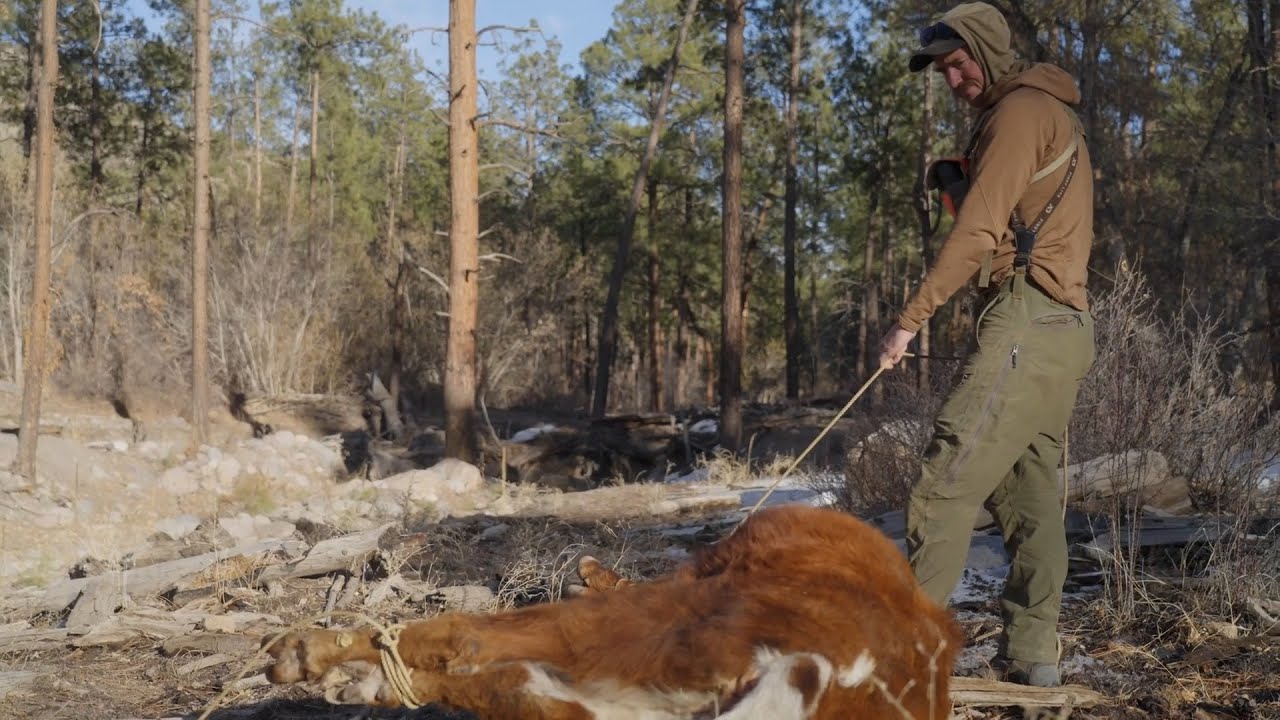 Wrangling Wild Cattle | Cal In the Field Season 4