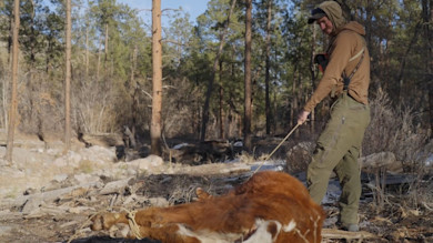 Wrangling Wild Cattle