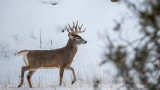 How to Identify a Big Buck Track in Snow