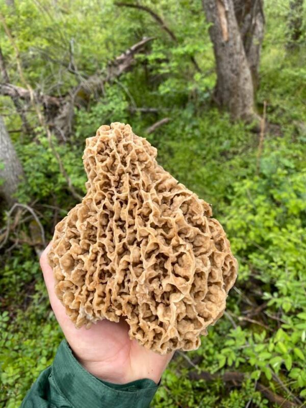 big morel mushroom