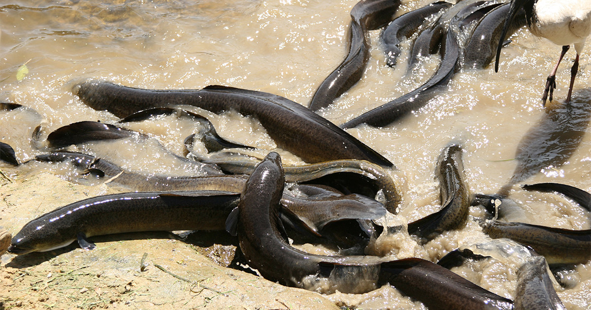 Bar Room Banter Mysterious Eel Sex In The Bermuda Triangle Meateater Fishing Bar Room Banter Mysterious Eel Sex In The Bermuda Triangle Meateater Fishing