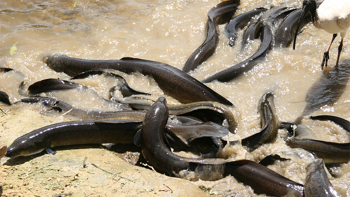 1200px x 675px - Mysterious Eel Sex in the Bermuda Triangle | MeatEater Fishing