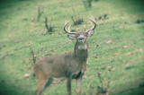 2013 Rut Predictions – Prepare For A Late Whitetail Rut