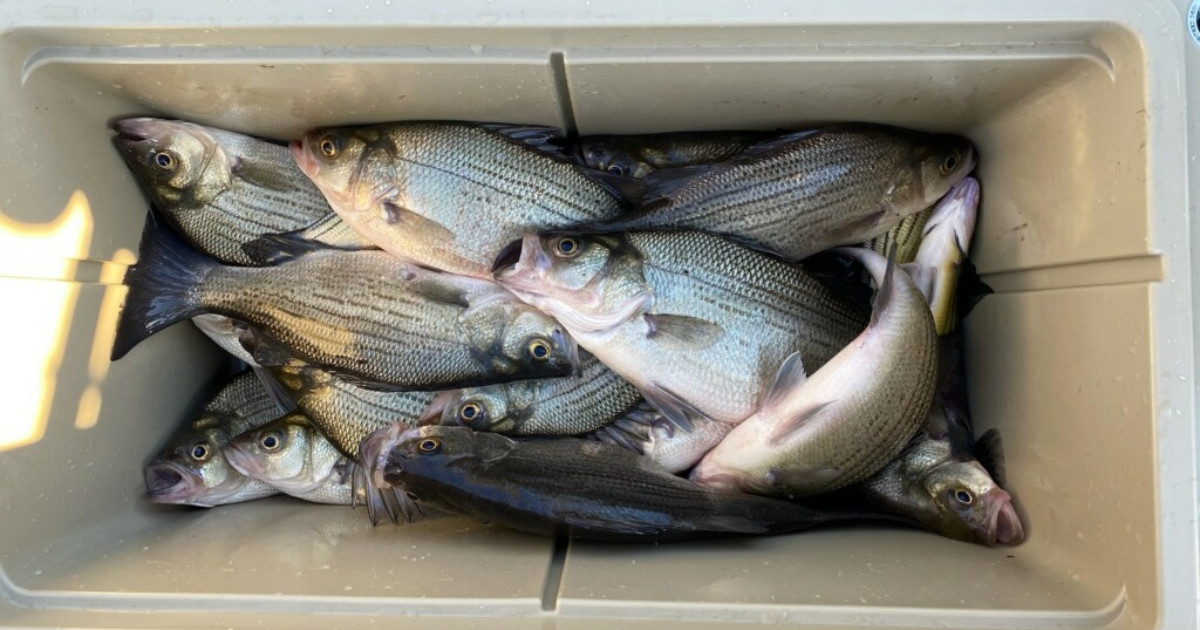 How to Catch White Bass | MeatEater Fishing How to Catch White Bass | MeatEater Fishing