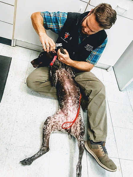 a veterinarian trims the nails of a german shorthair pointer in the clinic