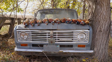 Front of old International truck with row of pheasants lined on the hood under a tree
