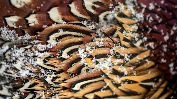 Photos: How to Make a Pheasant Tail Mount