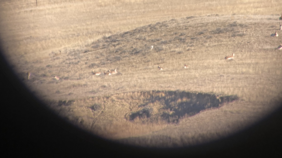 antelope in scope